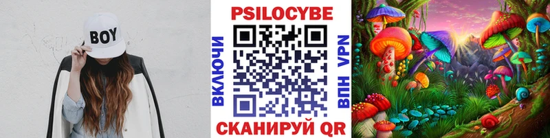 магазин продажи наркотиков  Калининск  Галлюциногенные грибы Psilocybe 
